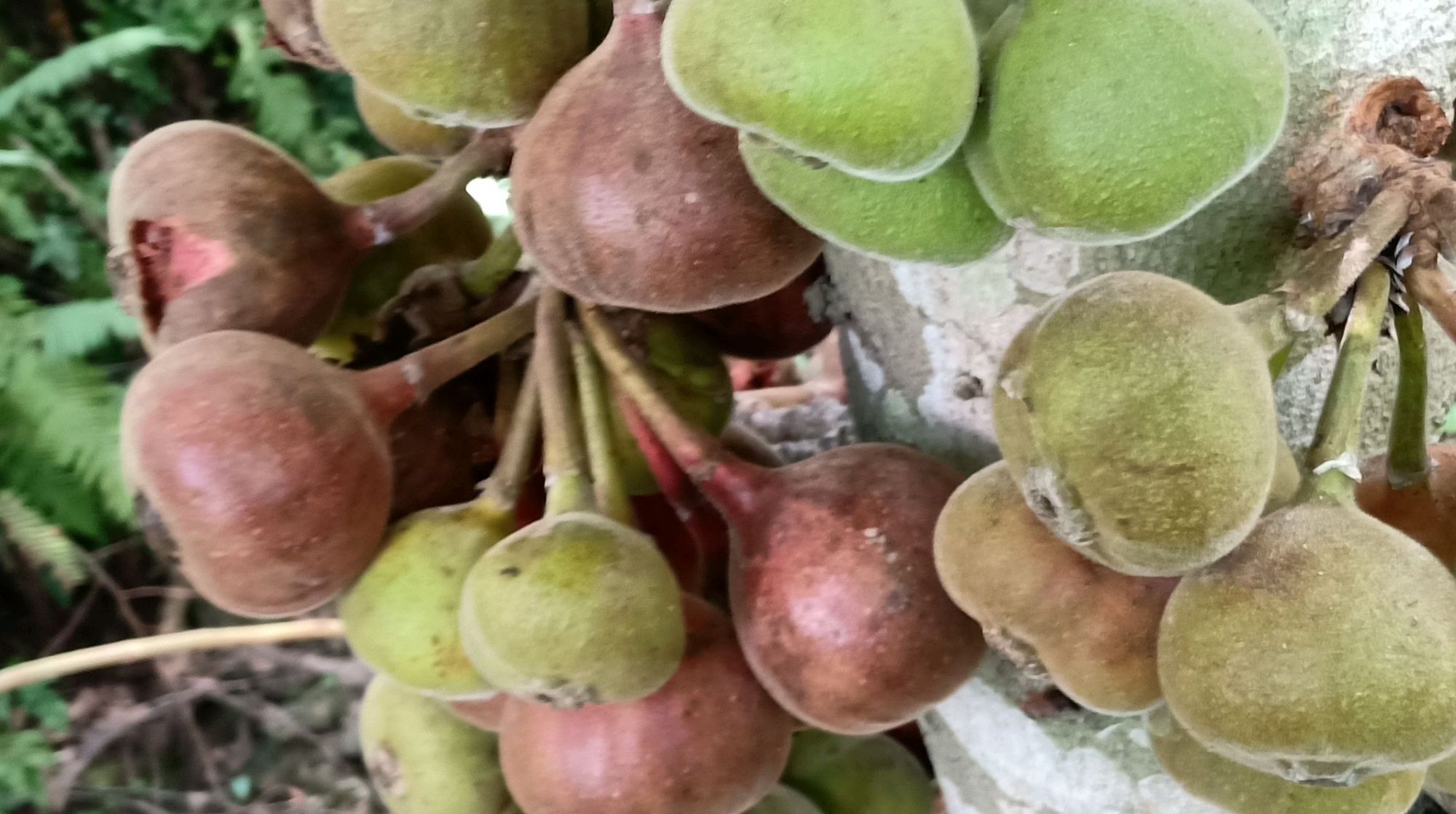 长在深山里的云南野生无花果