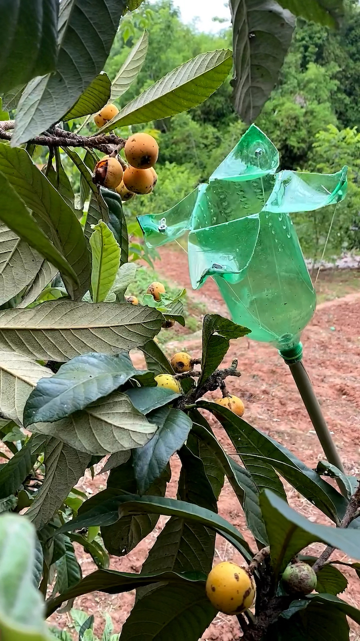 自制摘果shen器