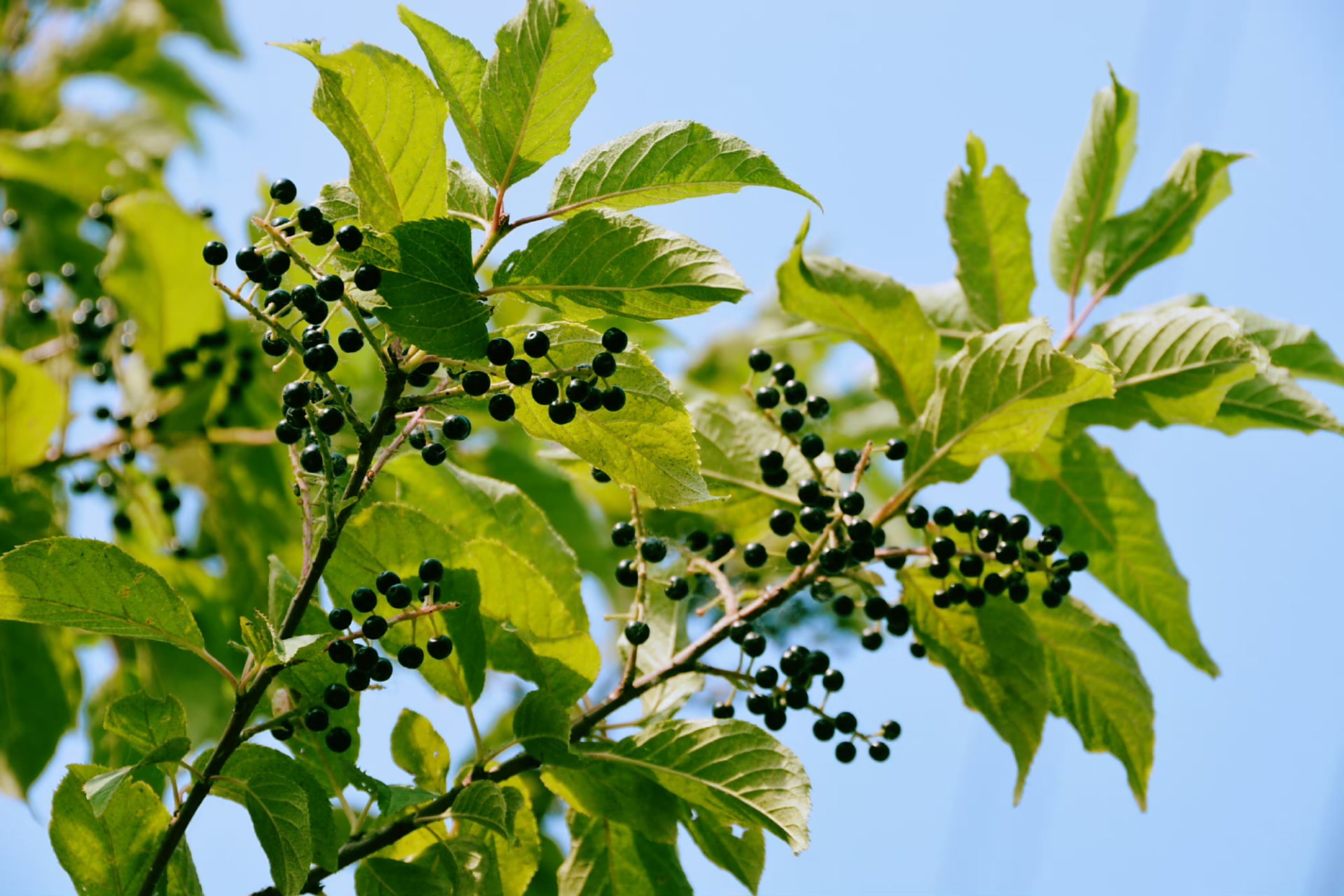 斑叶稠李树果实