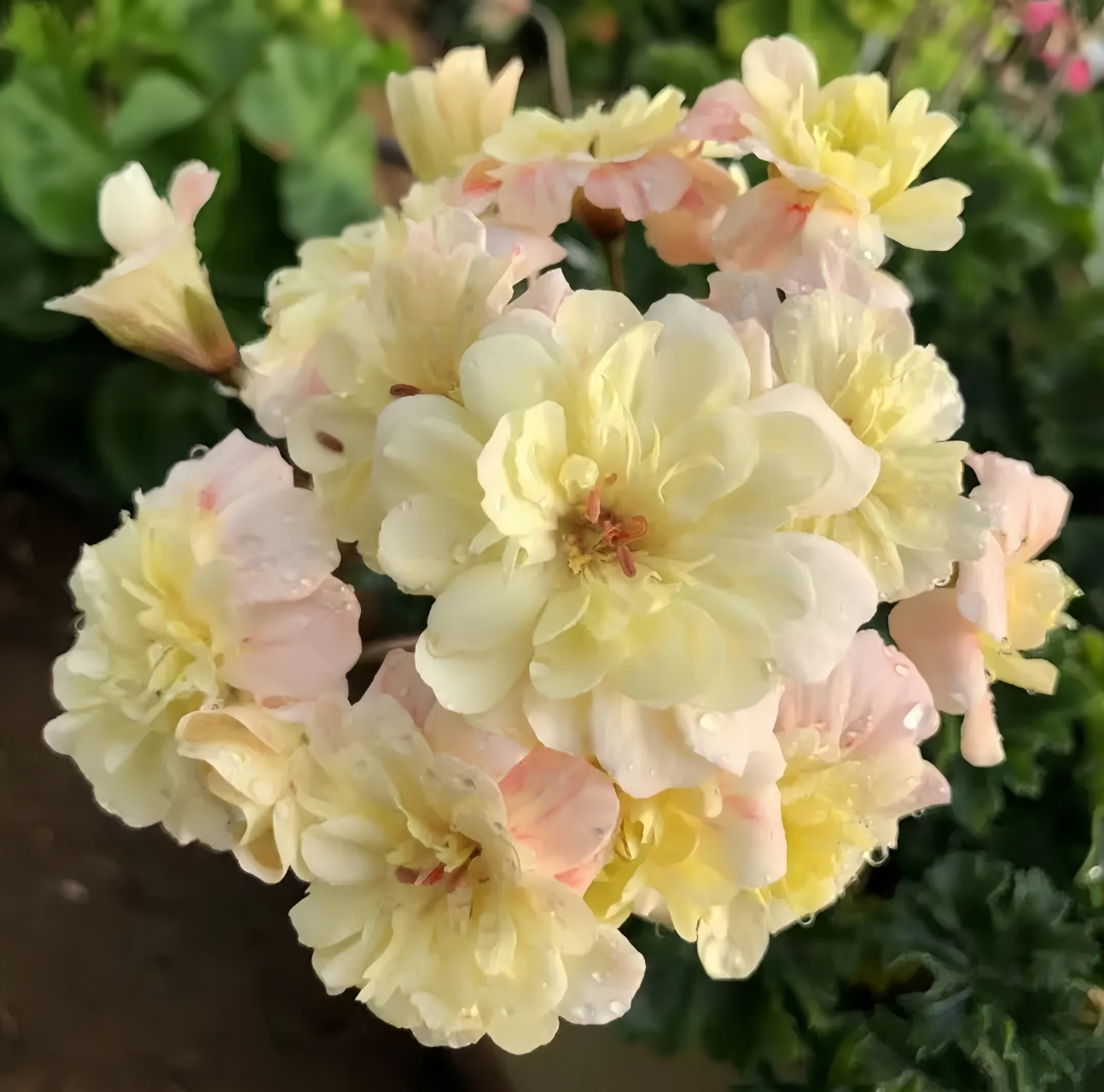 打算入手几棵兽系的天竺葵,听说现在价格很高啊,和普通品种的相比