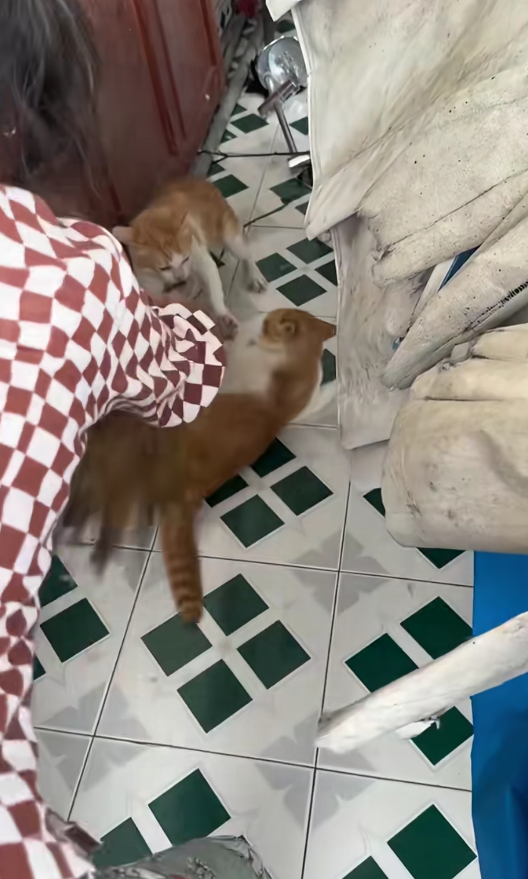谁能想到猫打架也如泼妇死薅着头发不放