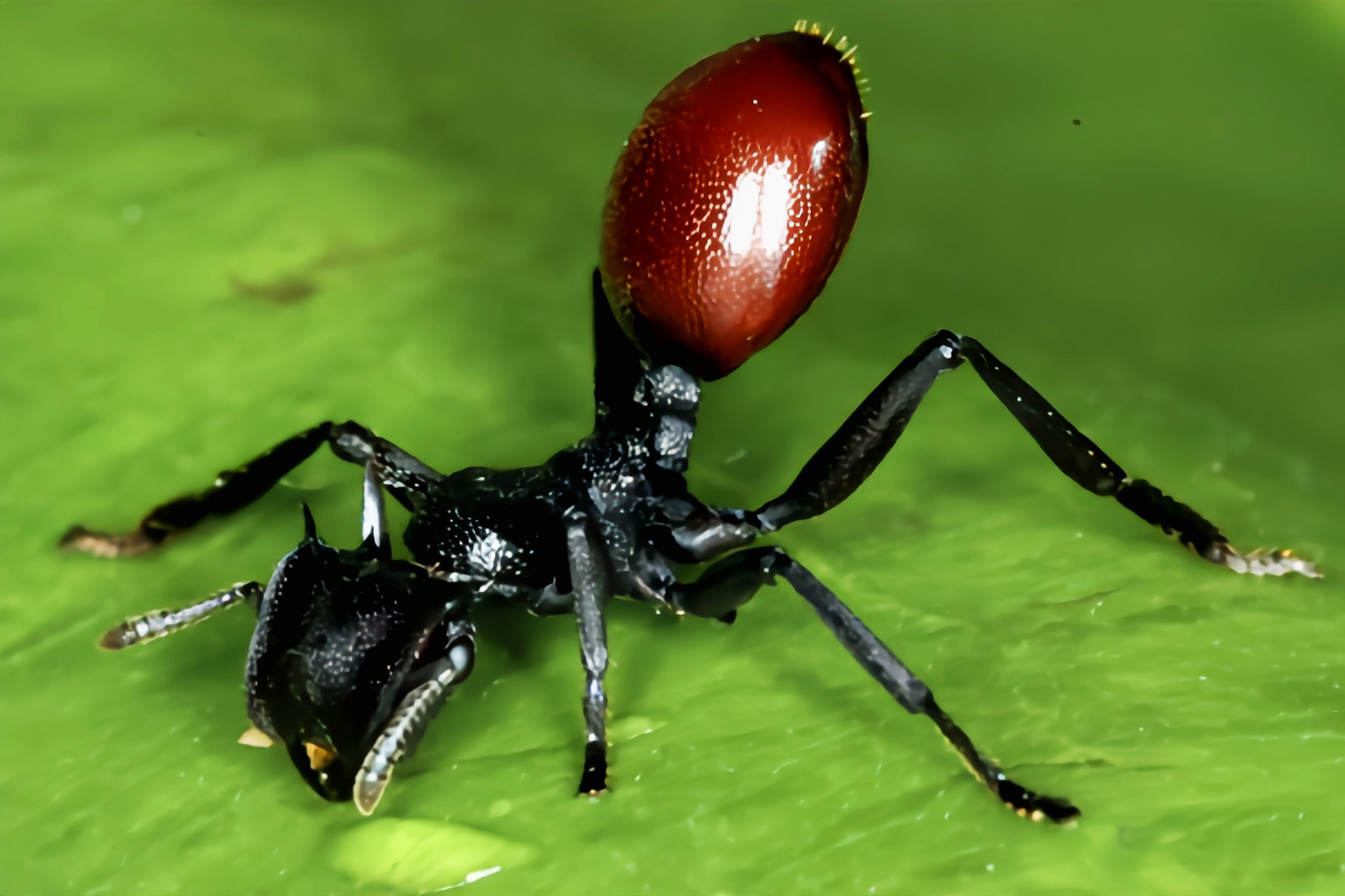 黑龟蚁体长1cm左右,是龟蚁家族体型最大的品种.