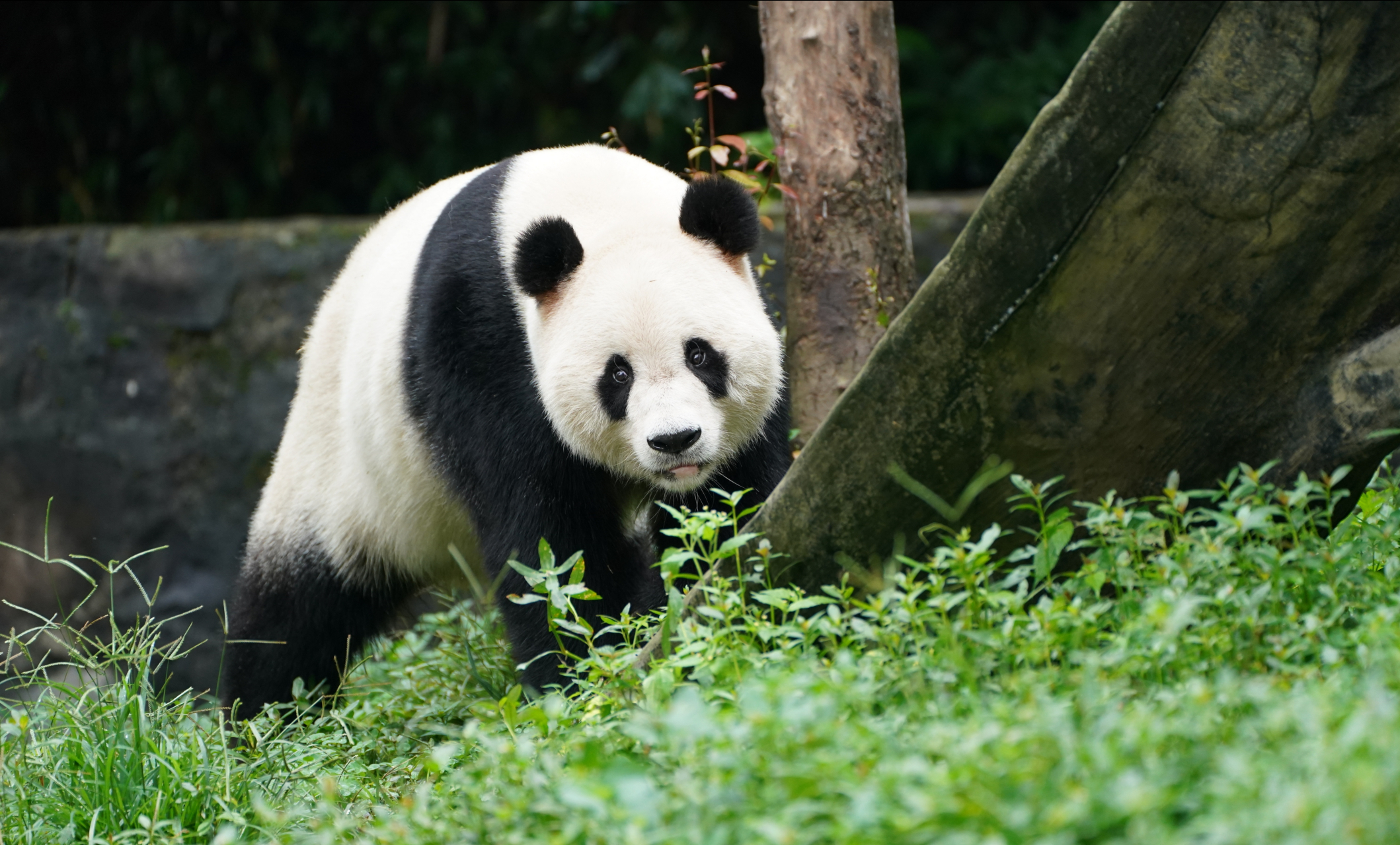 大熊猫蔓越莓, 渝可渝爱的大长腿爸爸.