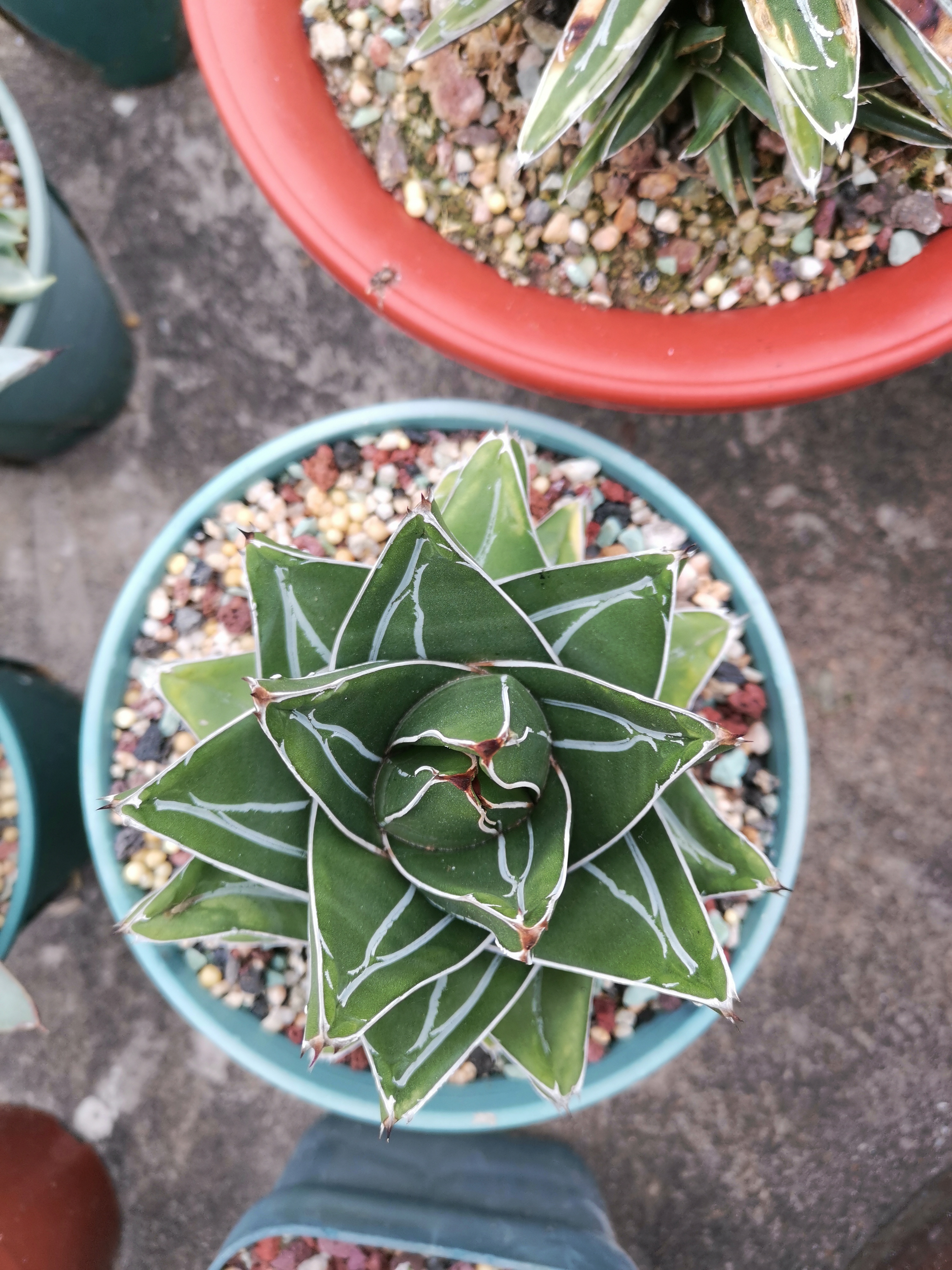 龙舌兰笹之雪系列