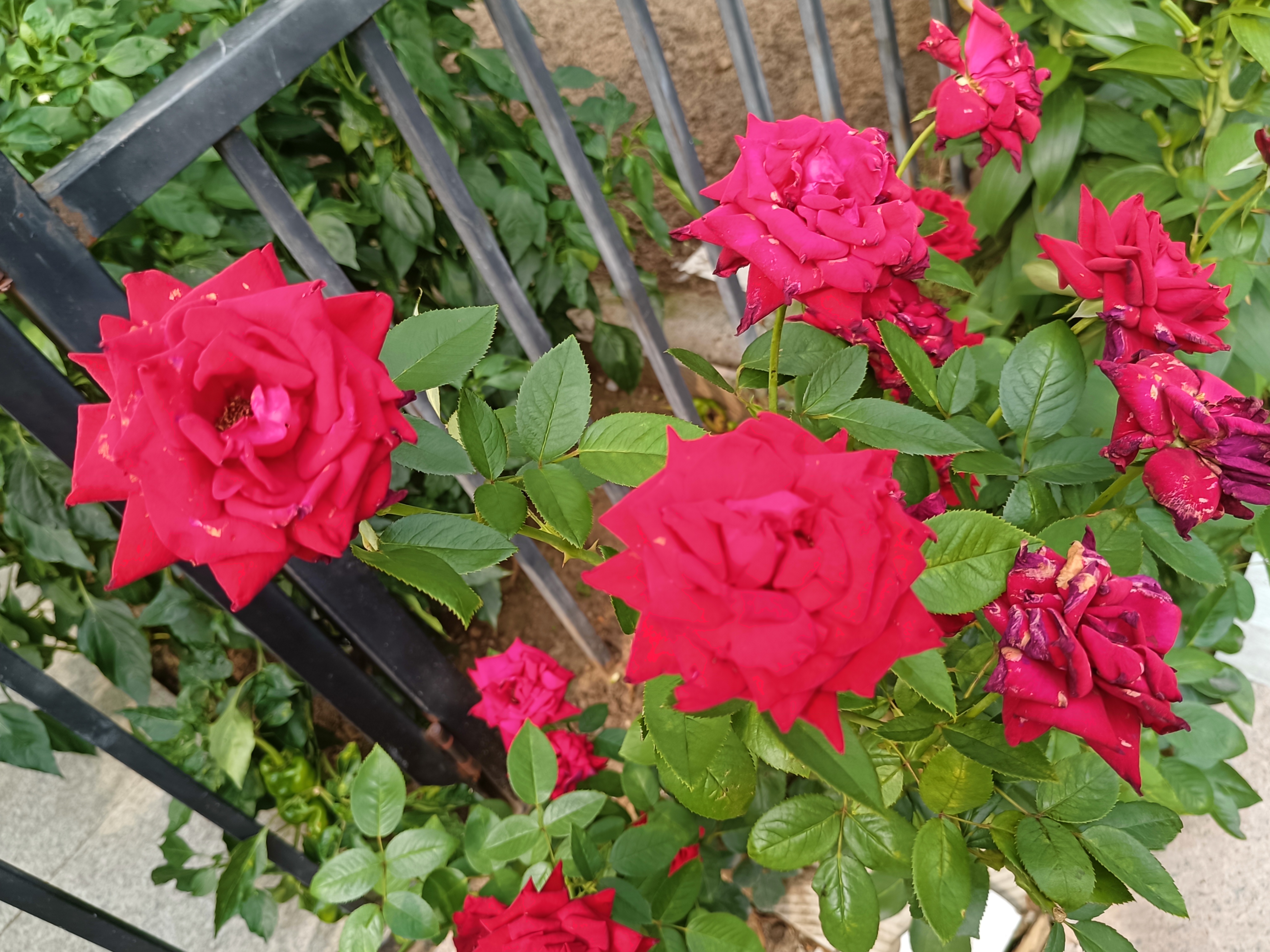 夏日月季梅朗口红盛开,红色花朵艳丽向阳,自由谦和