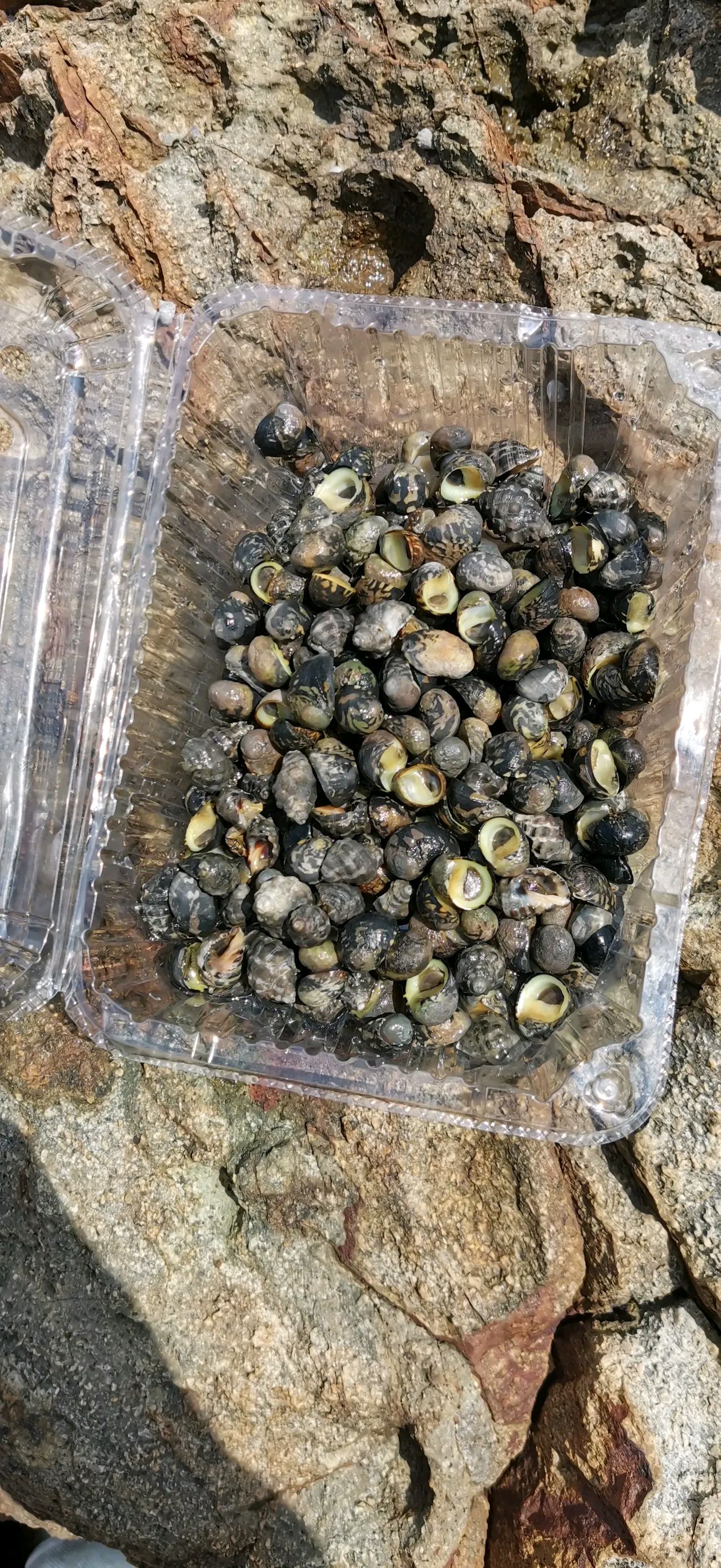 海边捡的,问一下大家这个螺可以吃吗?