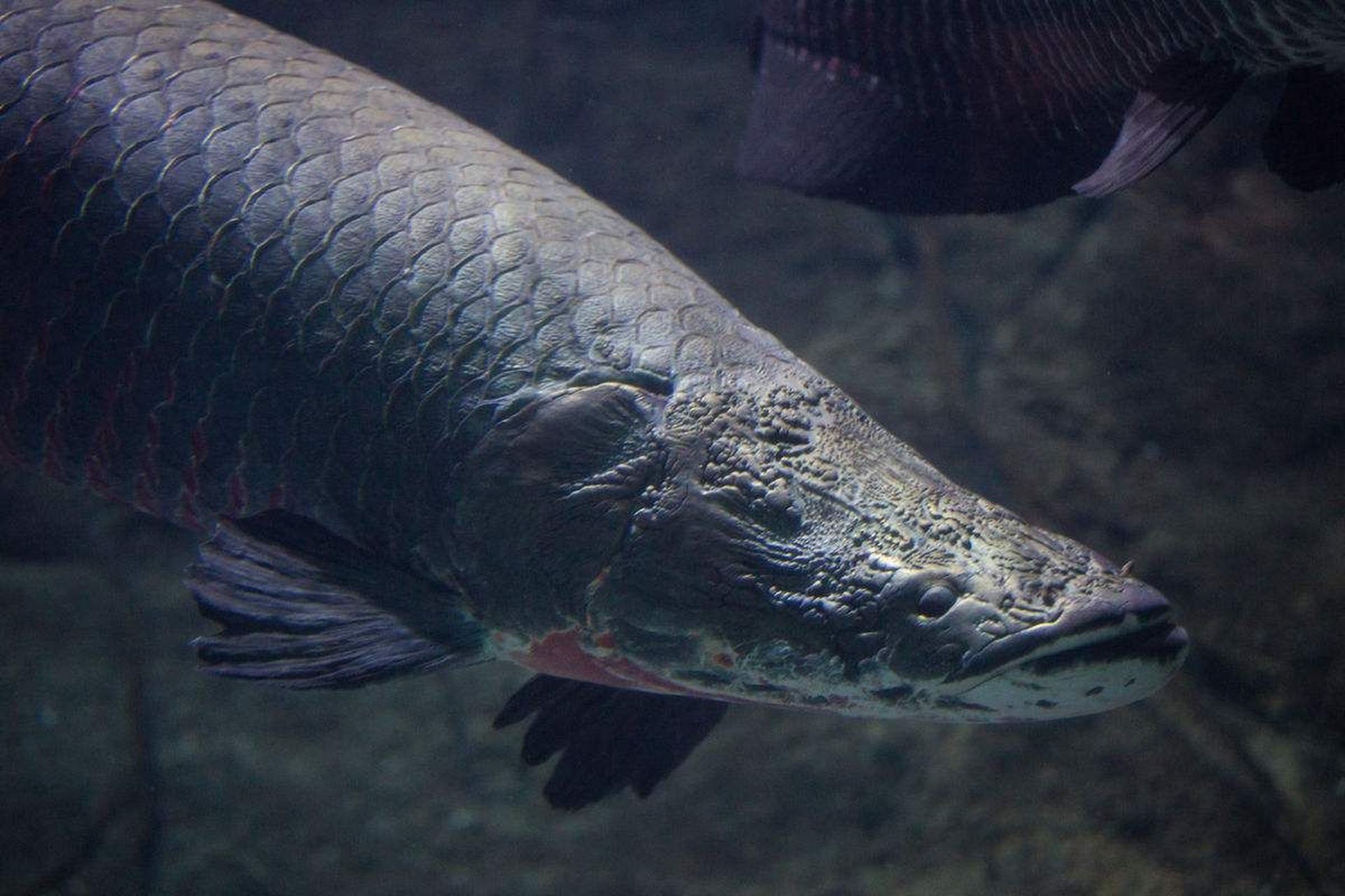 巨骨舌鱼(学名:arapaima gigas):是辐鳍鱼纲,骨舌鱼目,巨骨舌鱼属的