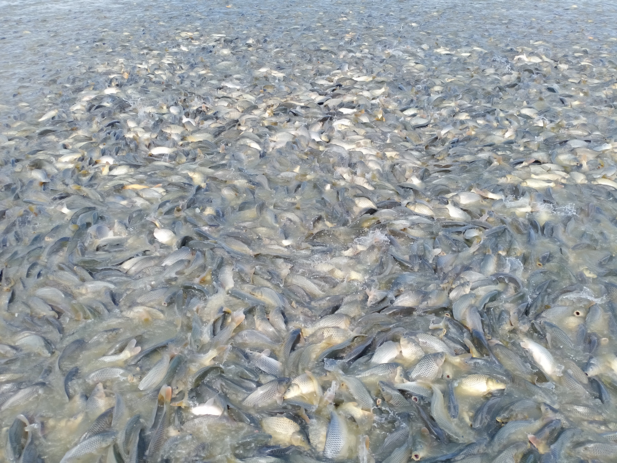 池塘養魚小知識