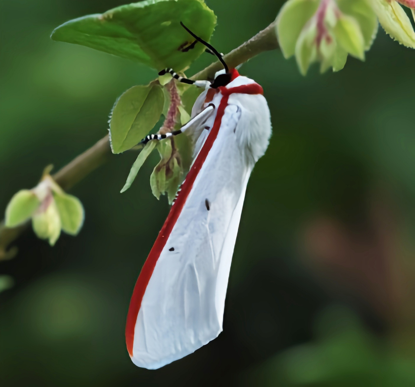 每天认识一种昆虫——红缘灯蛾 红缘灯蛾别名红袖灯蛾,红边灯蛾,原产