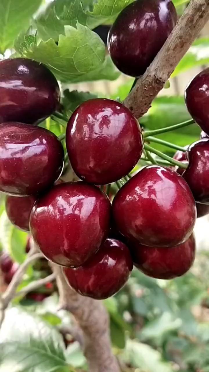 矮化车厘子樱桃果实展示,矮化鲁樱3号吉塞拉樱桃苗基地