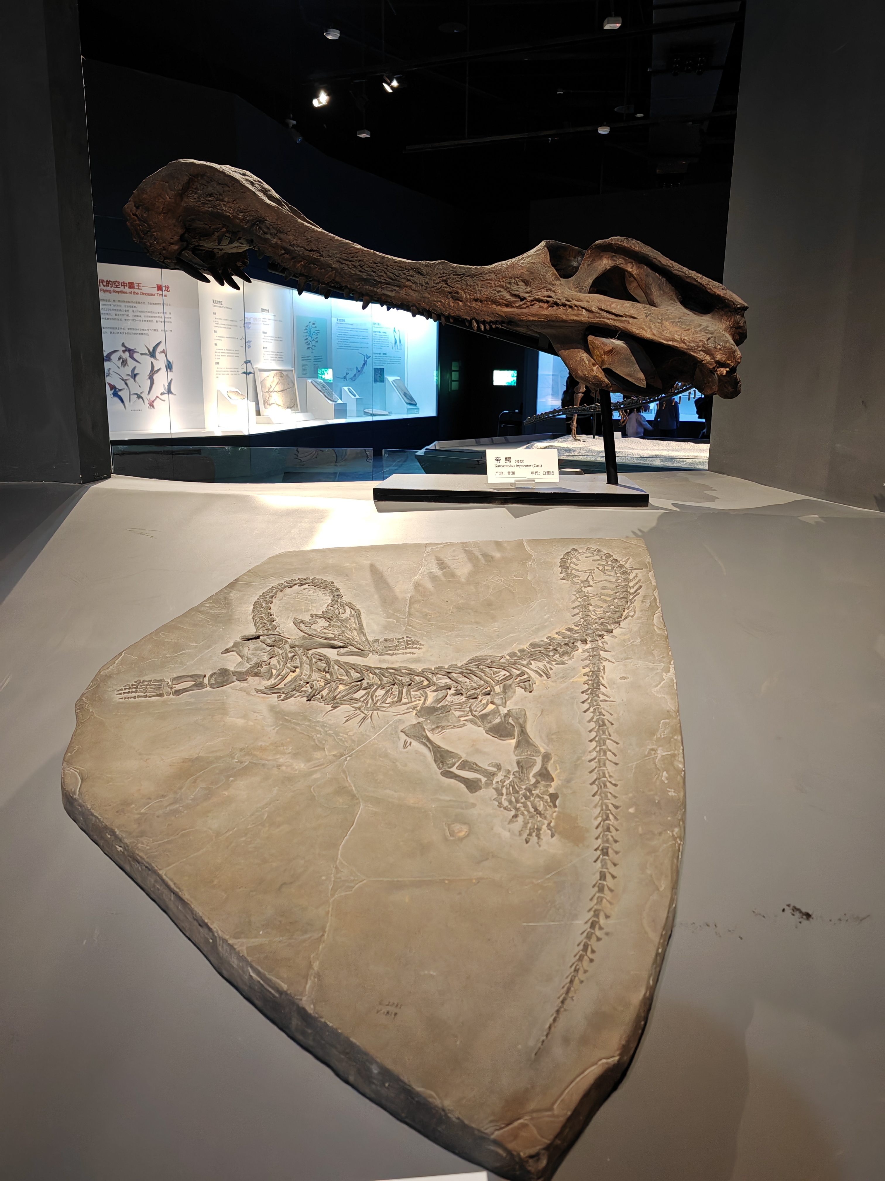 重庆自然博物馆恐龙馆图片