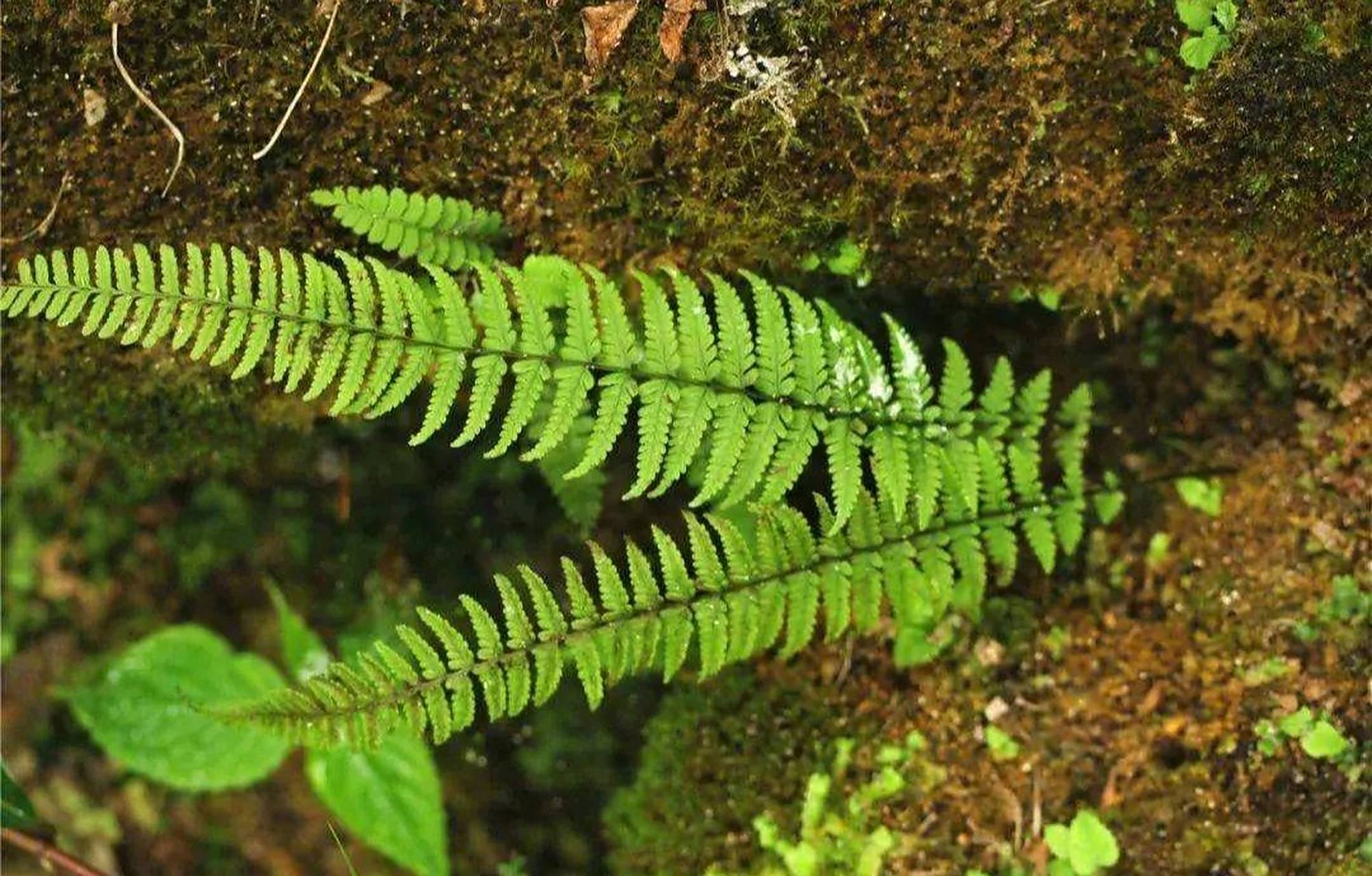 网友:听说这个叫牢底坐穿蕨,数量极少,在野外碰到不要乱摸哦[吃鲸]