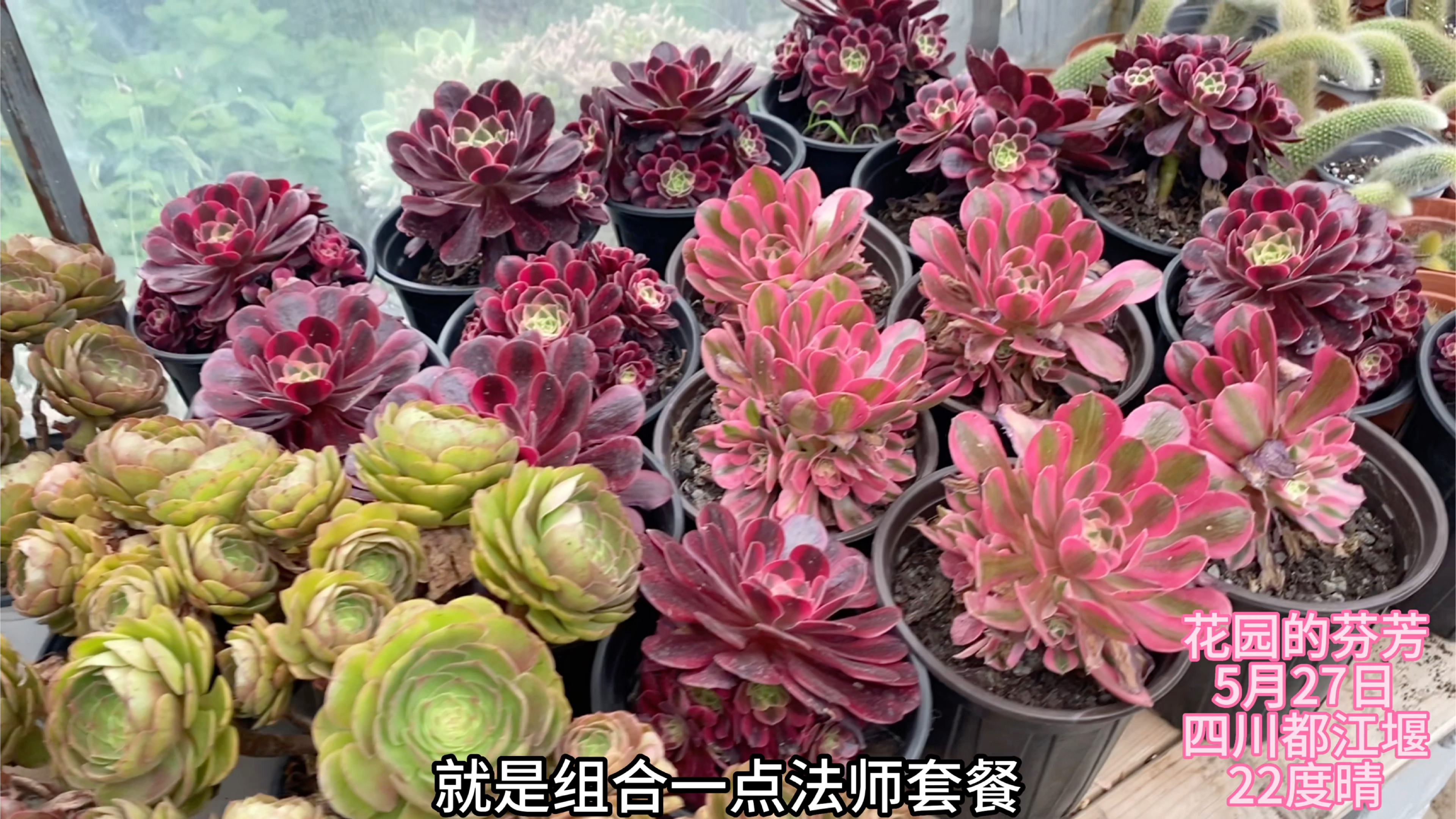 到了一批新款多肉,看看有哪些,特别是奇兵碧桃有大又老