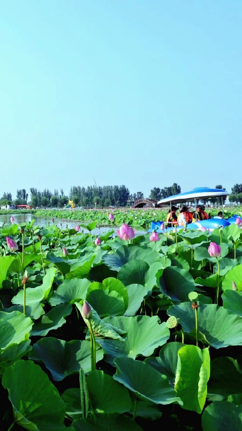 武陟千亩湿地公园图片