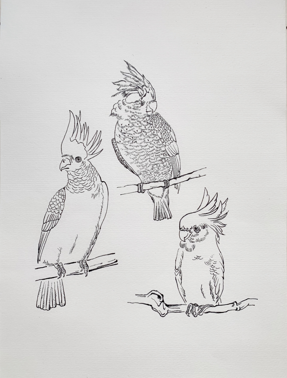 三只刚画的鹦鹉简笔画,鸟是好鸟,就是话太多,说话自己不懂别人懂.
