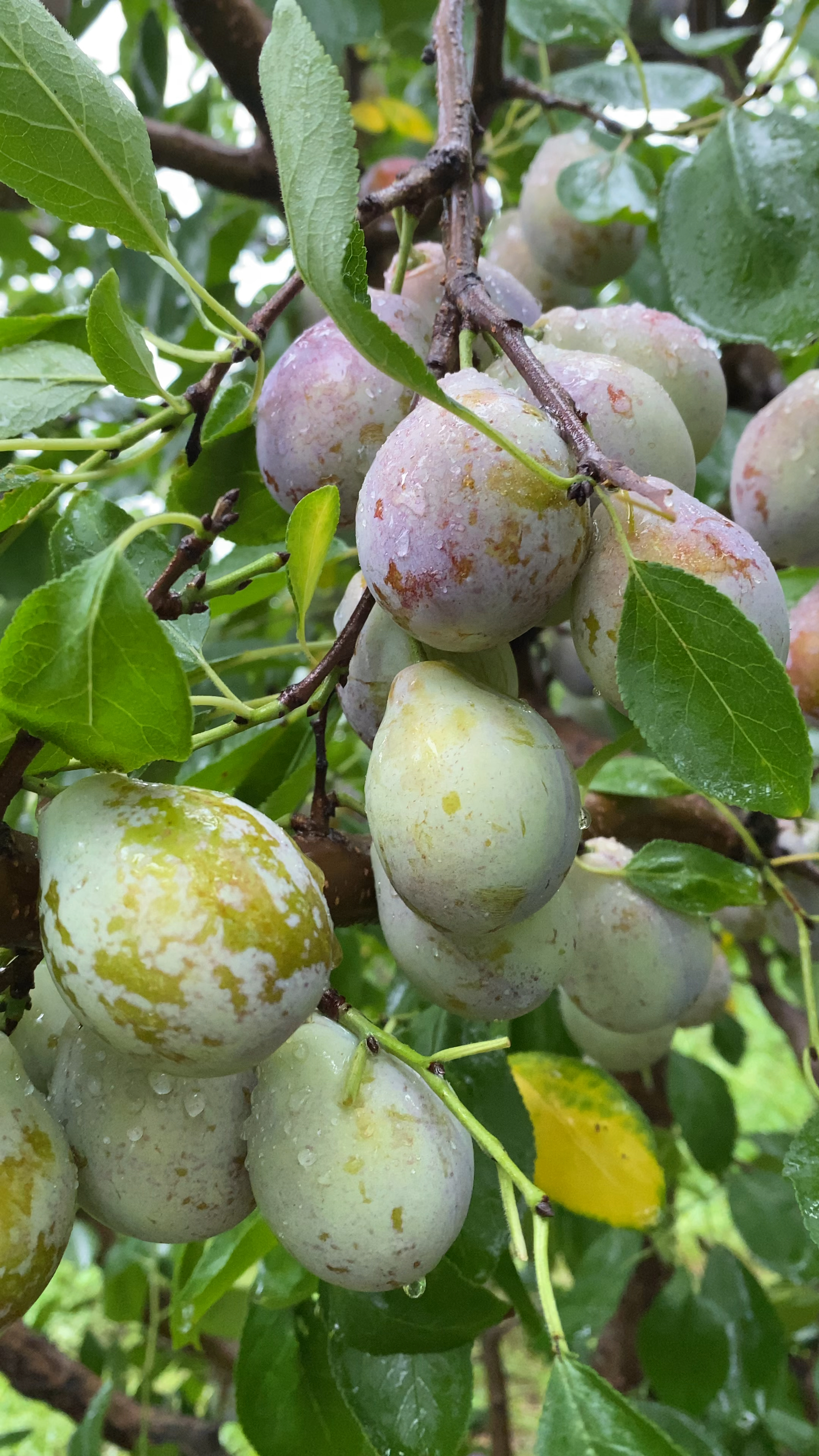 法兰西,西梅喜欢种植的红心关注,评论留言