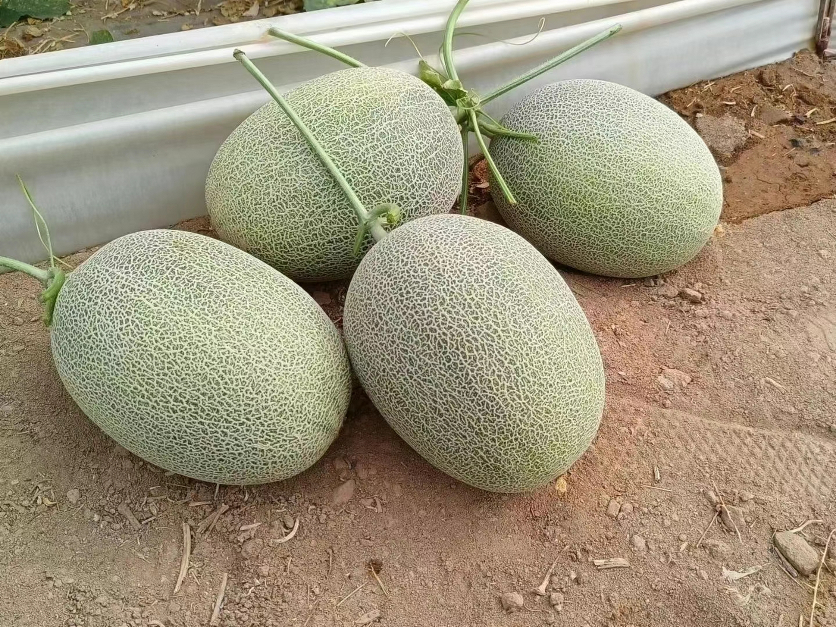 精选西州蜜25号品种, 果肉质厚,甜度高,肉厚细质, 香甜清脆,水分足