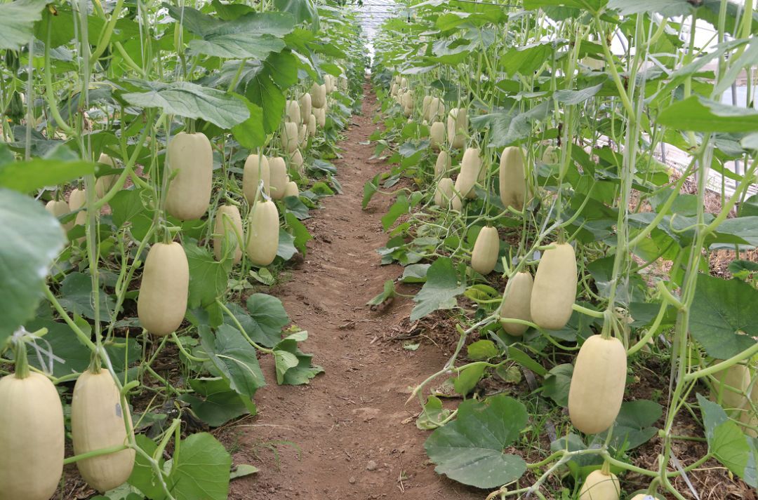 金丝瓜别名搅瓜,栽培方法你懂吗?
