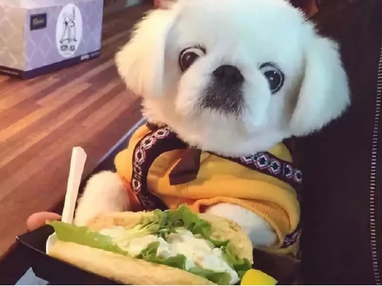 为何狗狗吃饱后又吃,怎样判断它们吃饱的标准?掌握这些方法