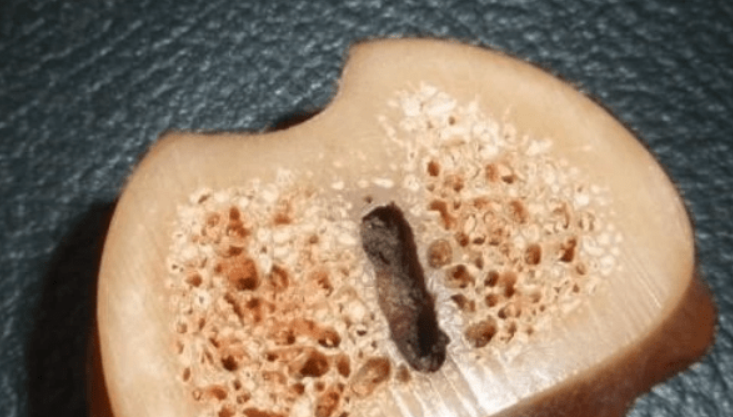 用灯光鉴别虎骨的真假