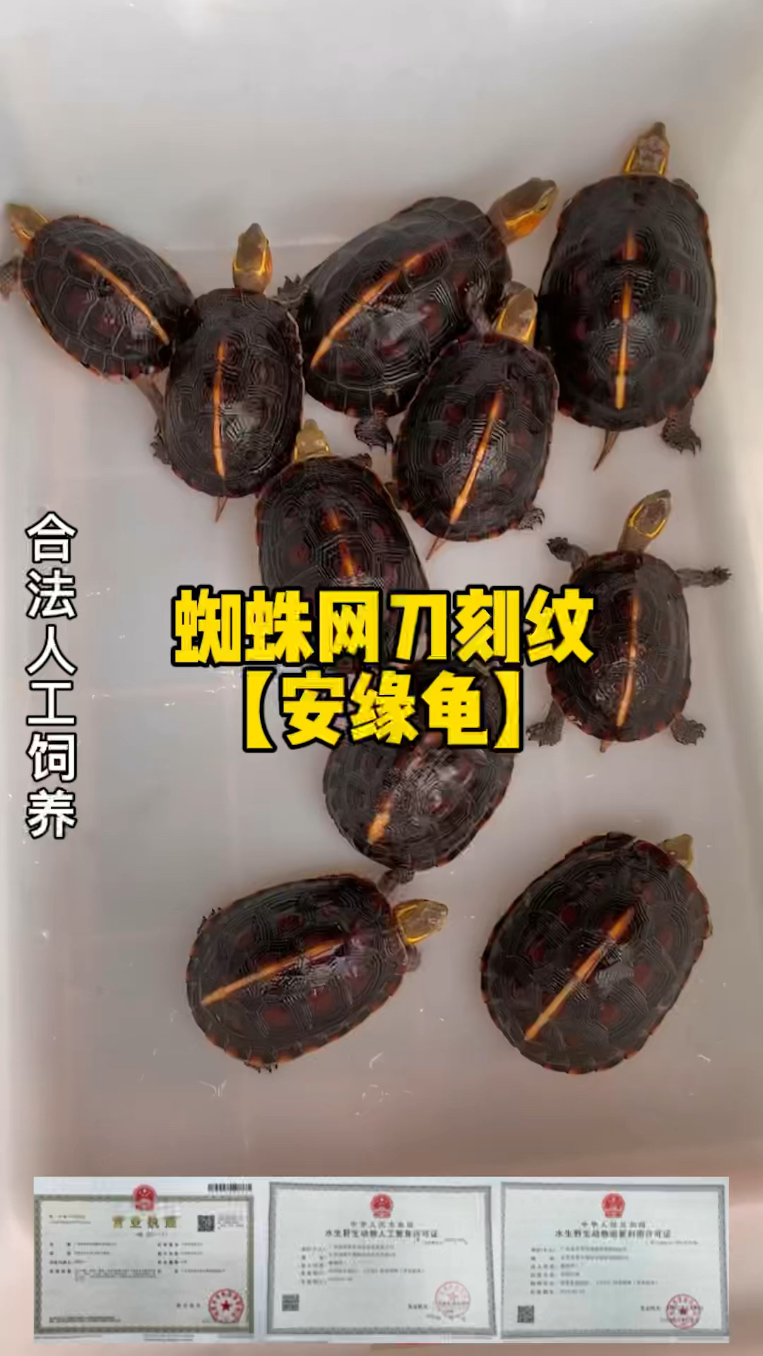 黄缘闭壳龟  安缘亚成体母龟,今年3岁啦,细致蜘蛛网刀刻纹,紫檀壳色