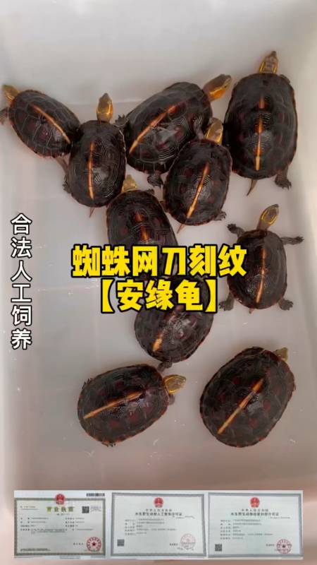 黄缘闭壳龟安缘亚成体母龟今年3岁啦细致蜘蛛网刀刻纹紫檀壳色收藏