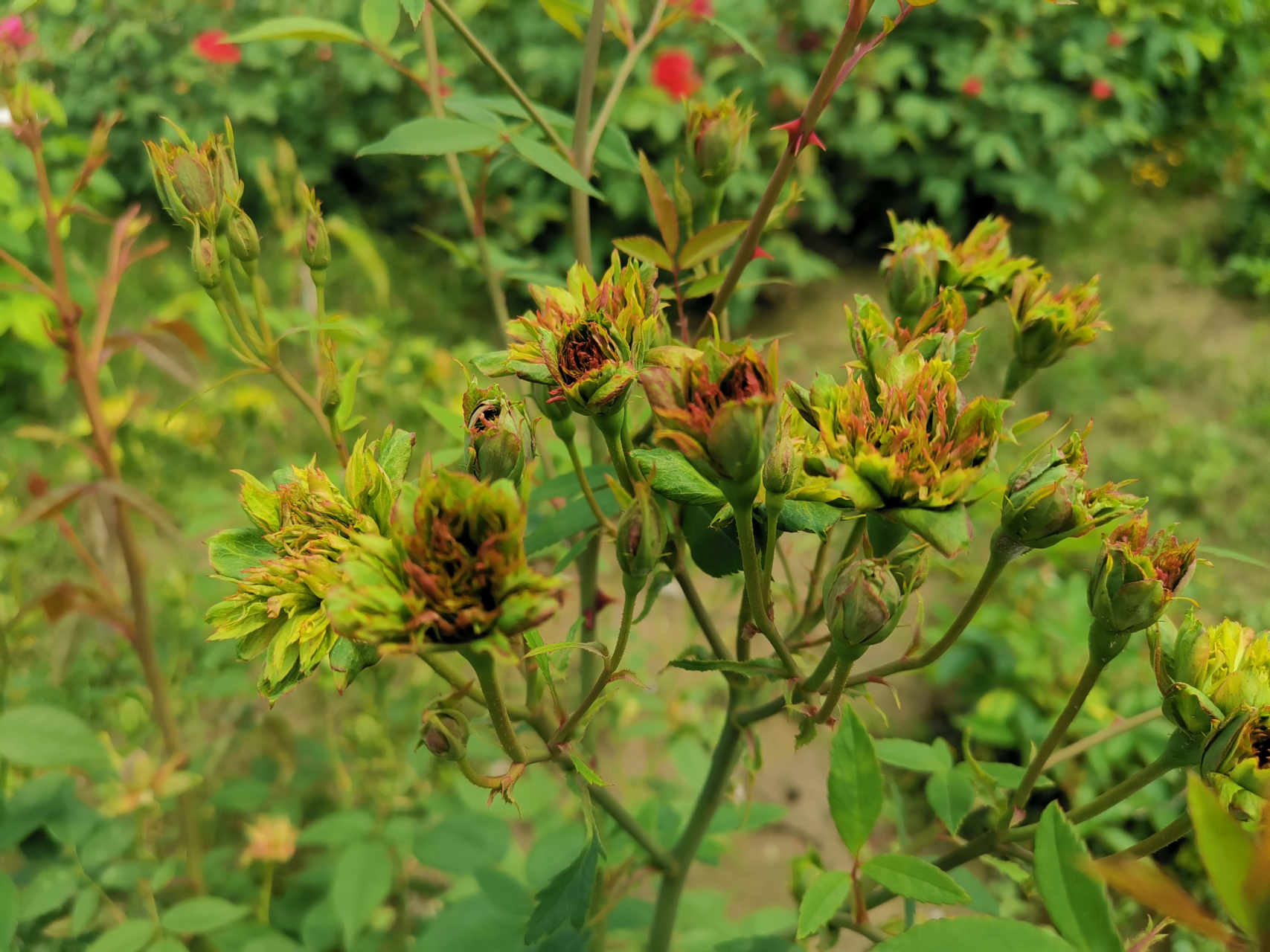 【中国古老珍稀月季品种之绿萼】  中国是月季的原产国,种植历史久远.