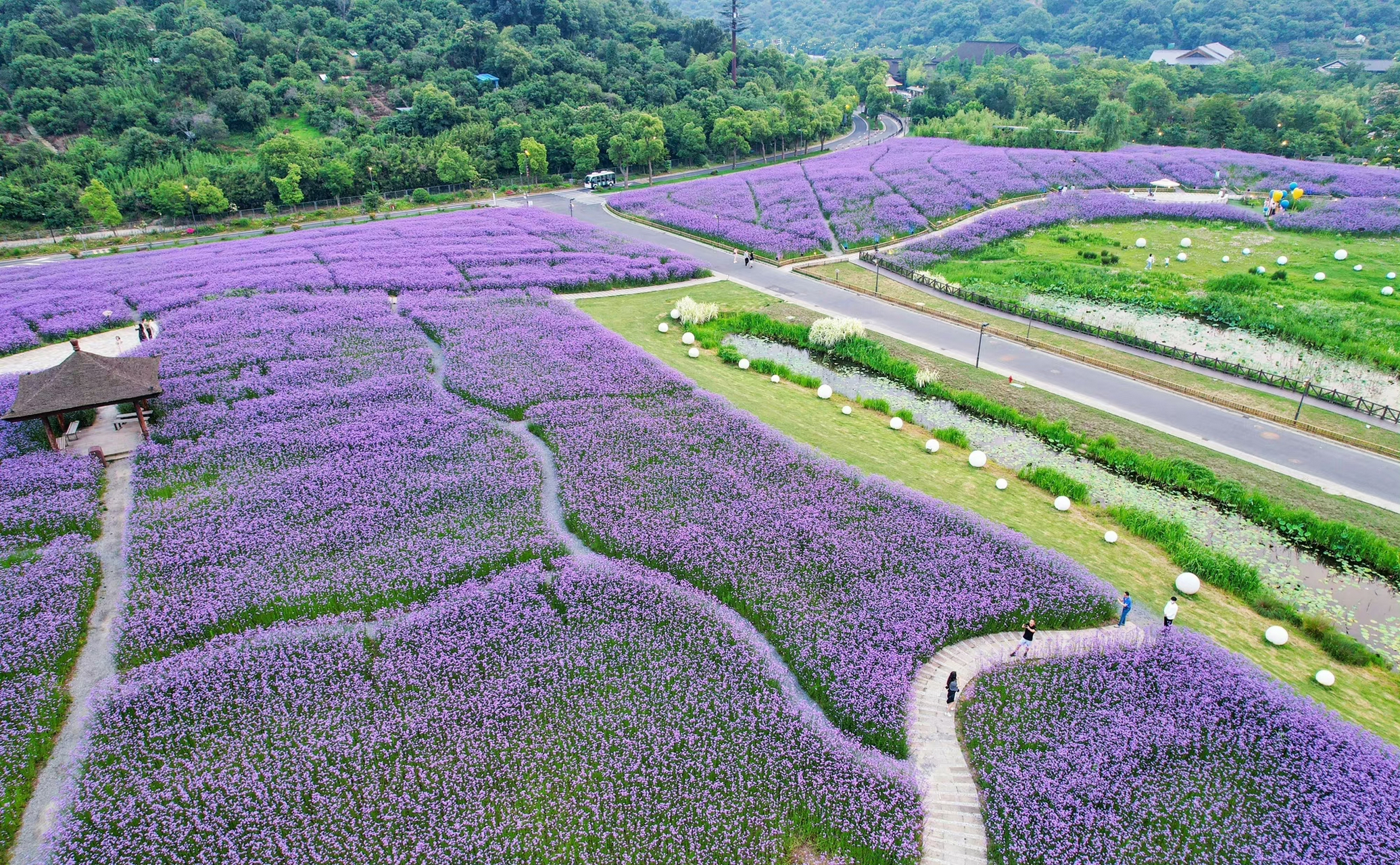 无锡马山,太湖畔的拈花湾梵天花海,用紫色马鞭草装饰着这浪漫的夏天