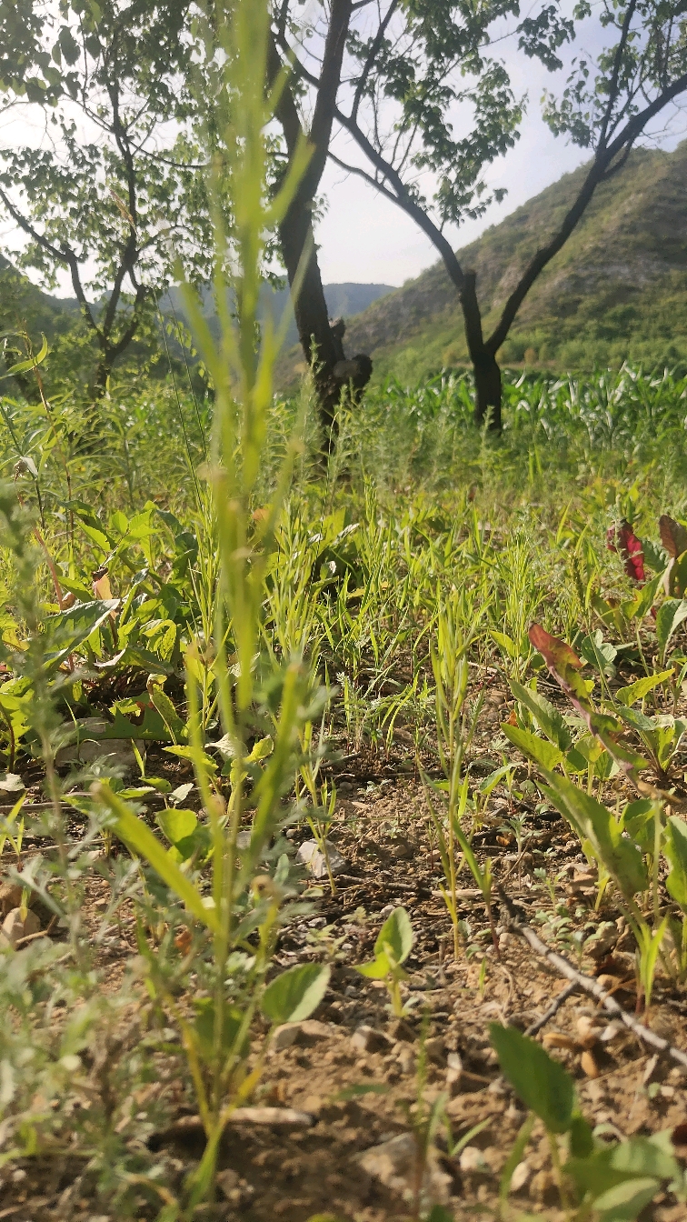 百蕊草種植不出來是什麼原因?