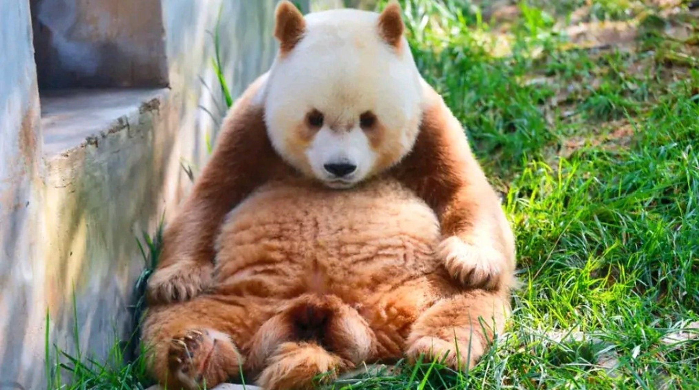 七仔是只憨憨熊,也是熊猫届的"泰森",有过几个女朋友,最后都是喜当爹.