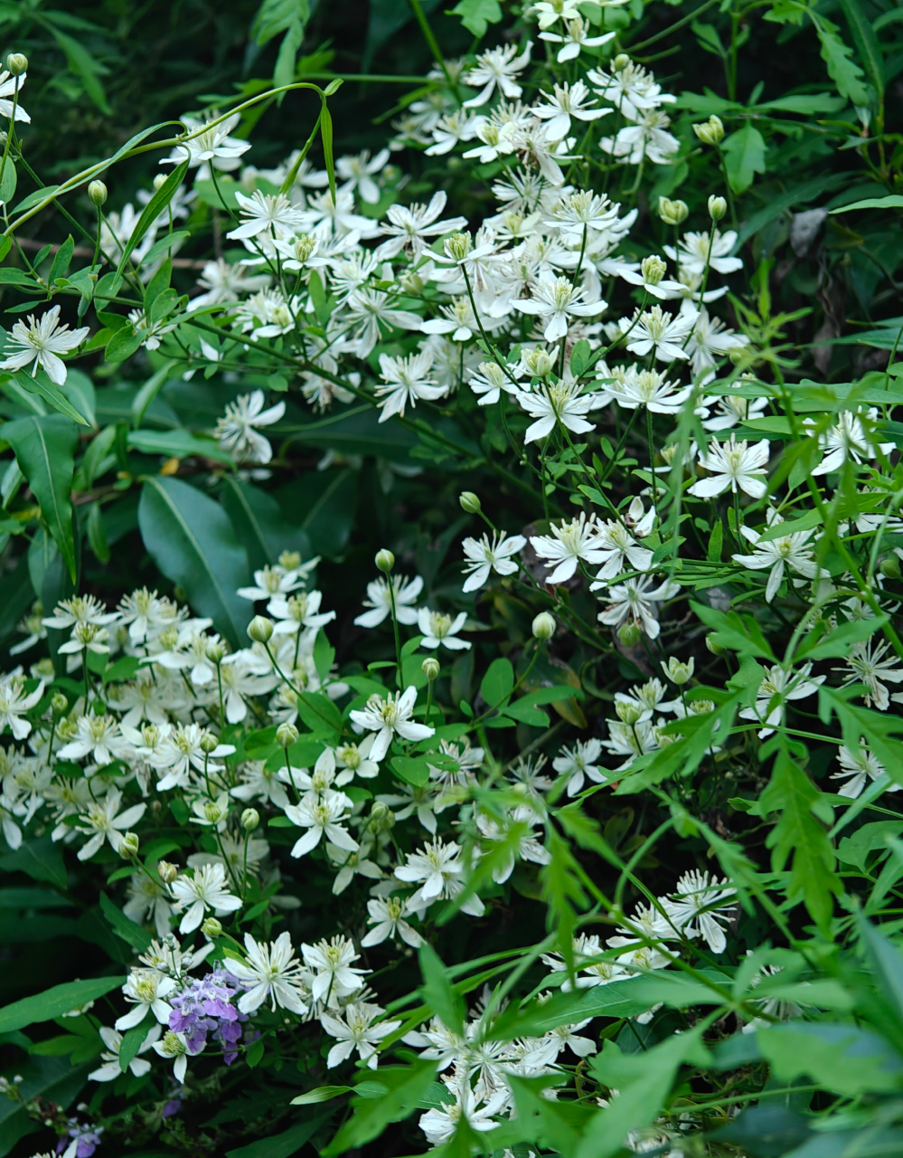 昨天惊讶地发现以前常走的去往大山居的路两边的山上开满野生铁线莲