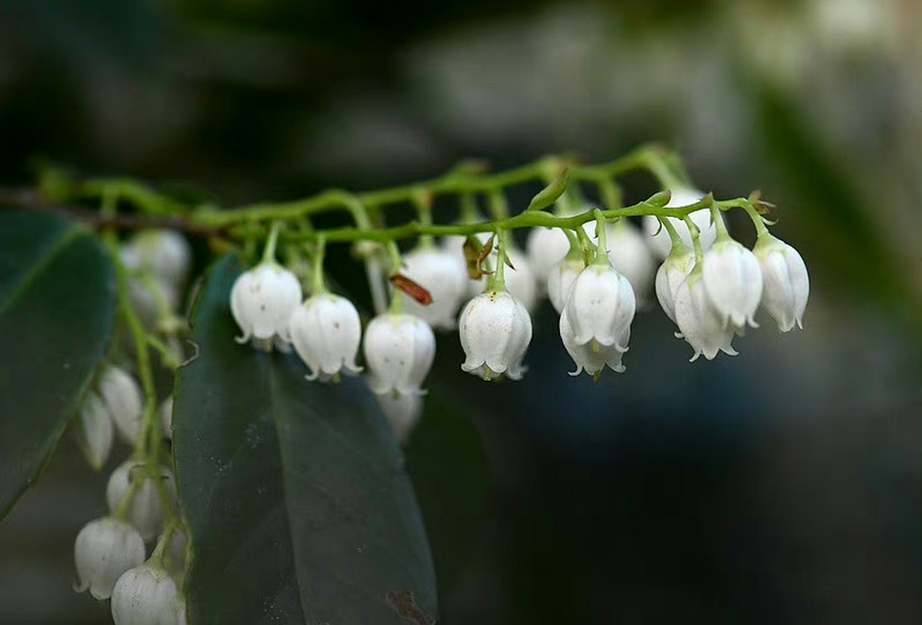 马醉木(pieris japonica),杜鹃花科马醉木属.摄于浙江温州楠溪江.