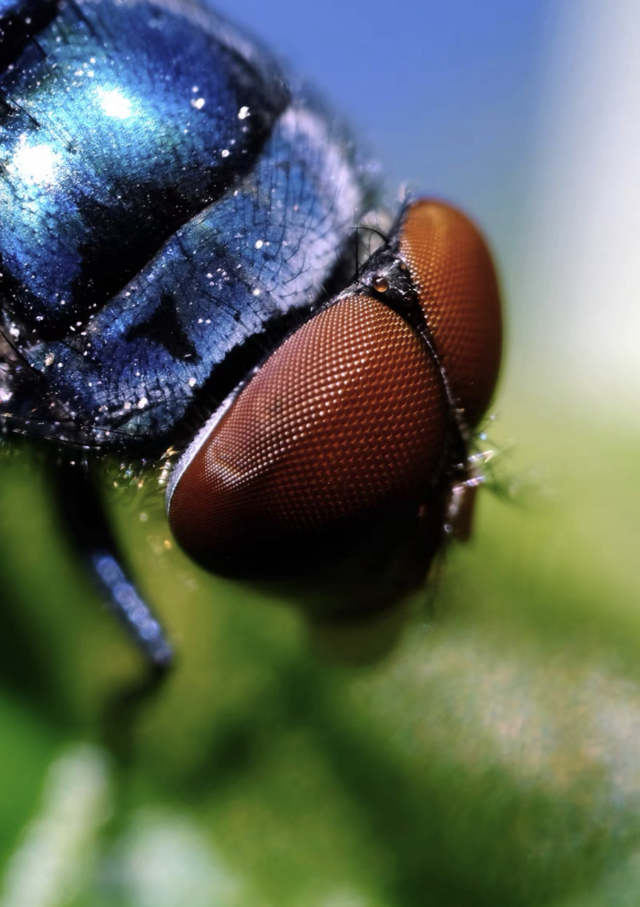 索尼拍到的苍蝇头