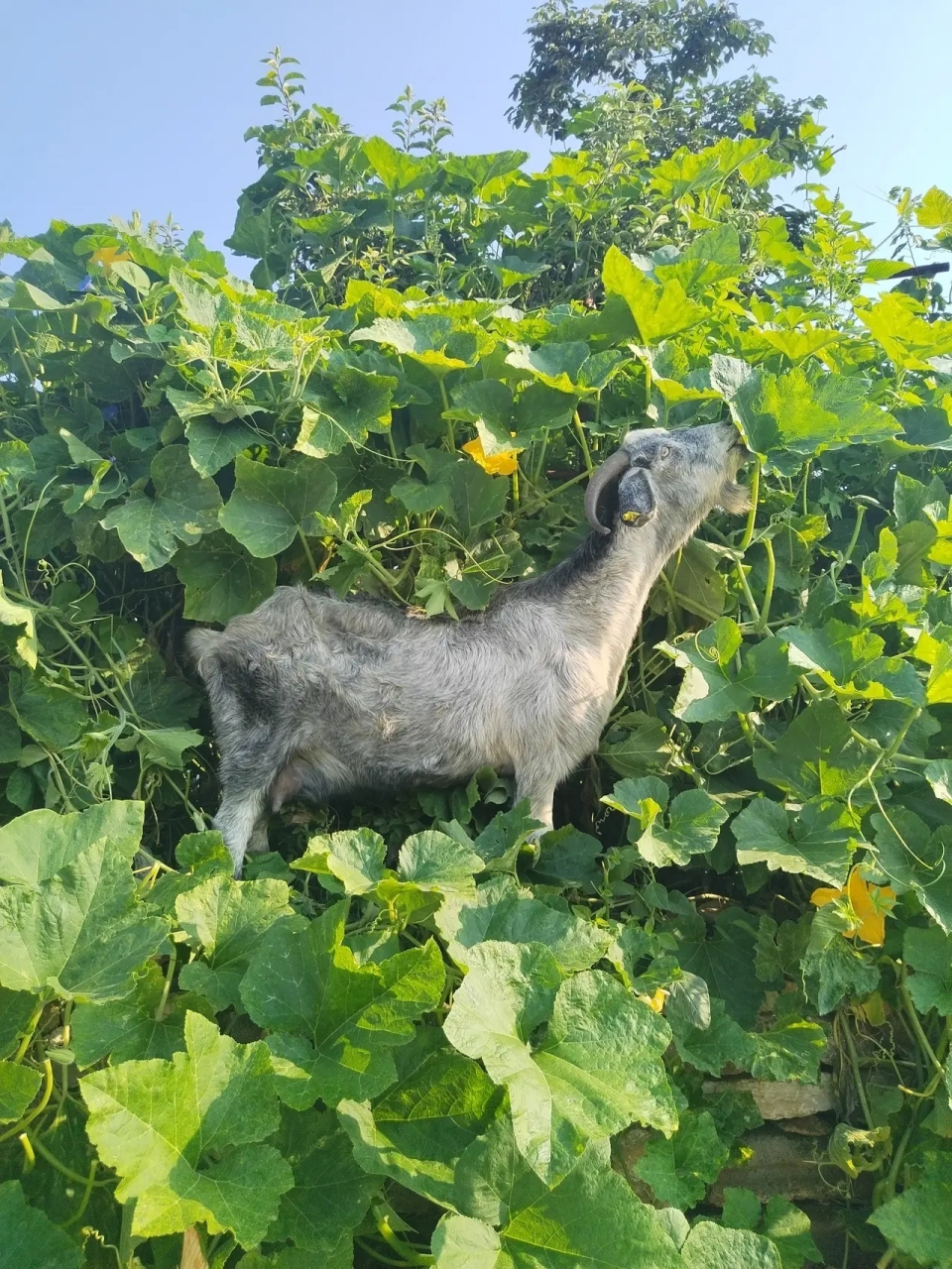 他老伴,也就是我的后婆婆病了,需要去医院输液,他现在没有钱,等他把羊