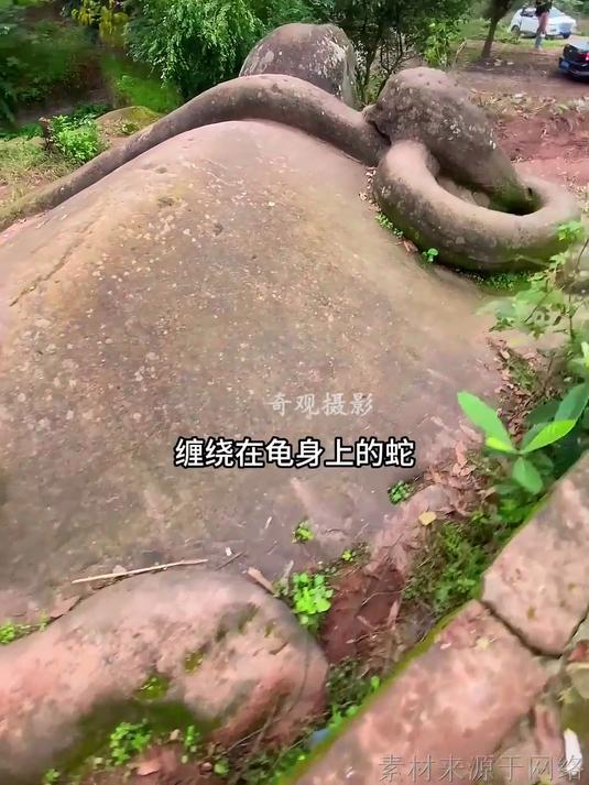 老泸州蛇盘龟,造型独特栩栩如生,绝对是当之无愧的绝世奇观
