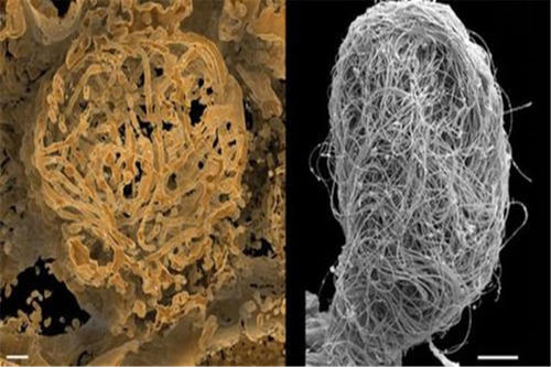 科学家挖出史前介形虫,进化论再次被动摇:生物真的一直在进化?