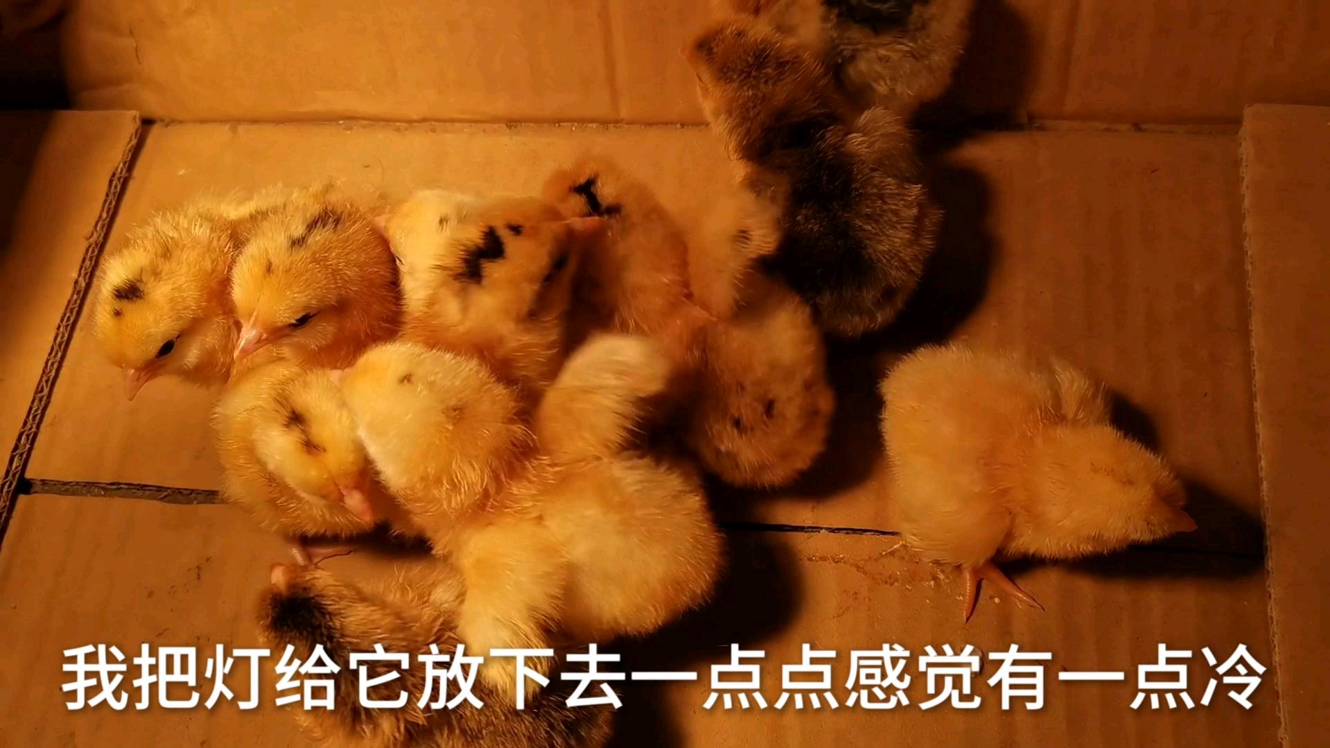 小伙孵化二十一天的小鸡,今天出壳了,刚才出生的小鸡还不会走路