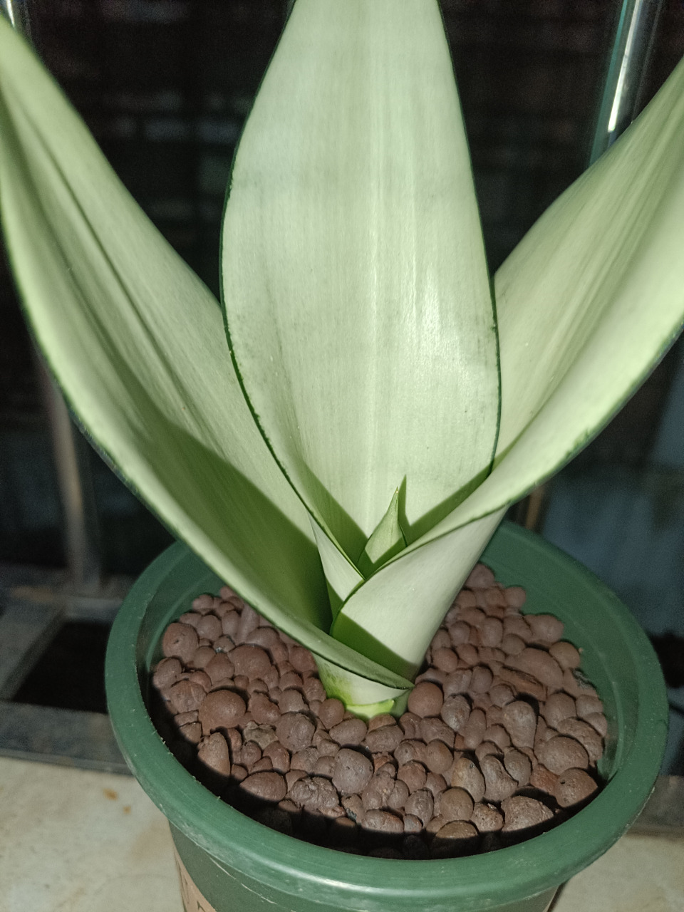 哩个白玉虎皮兰,无论系用泥土种,地系用水培都好好睇.[滑稽]#养花