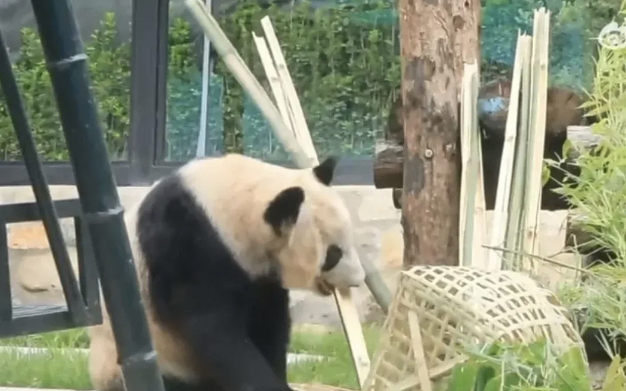 8月17日丫丫:换了一身熊皮袄 丫丫的皮肤病是完全好了,皮毛光滑发亮