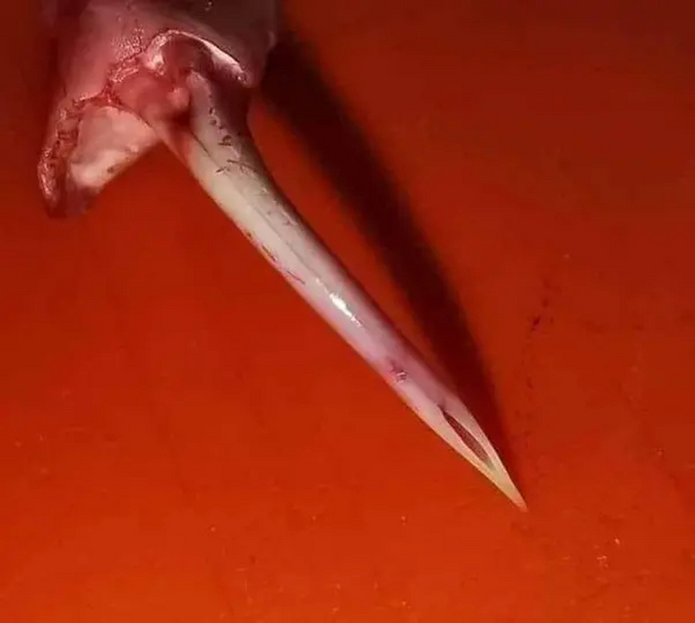 动态创作月# 图1是响尾蛇放大后的牙齿,负责将毒液注射到受害者体内