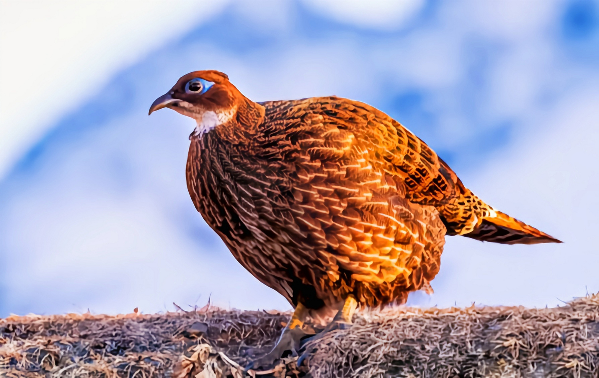 哪些有点"刑"的鸟类——棕尾虹雉 棕尾虹锥是鸡形目最美丽的鸟类之一