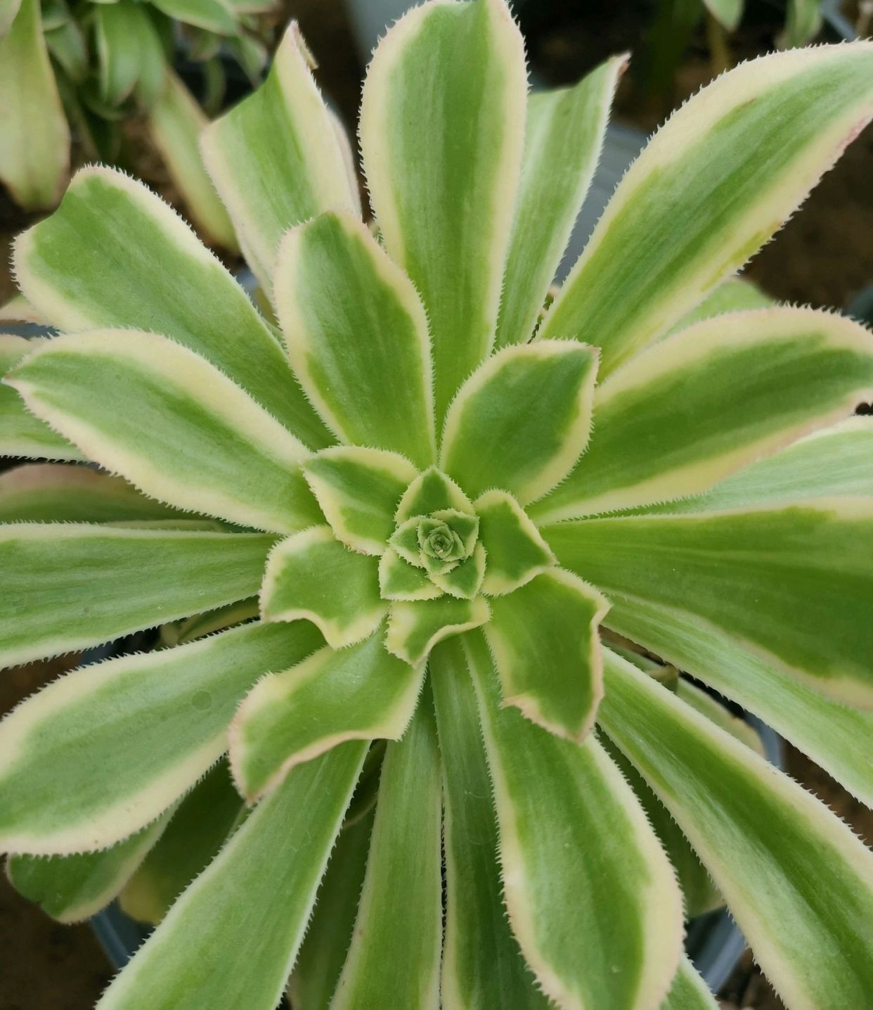 多肉植物—法师系列之 艳日伞