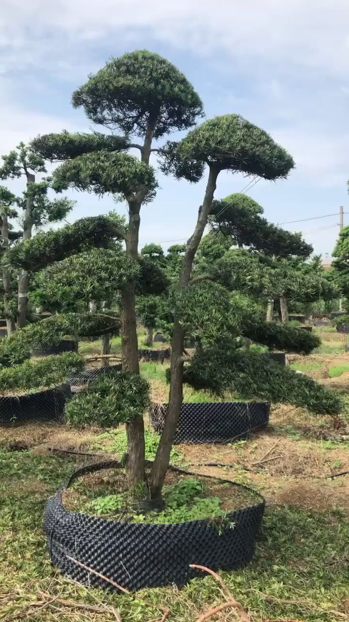 双杆大型地栽罗汉松