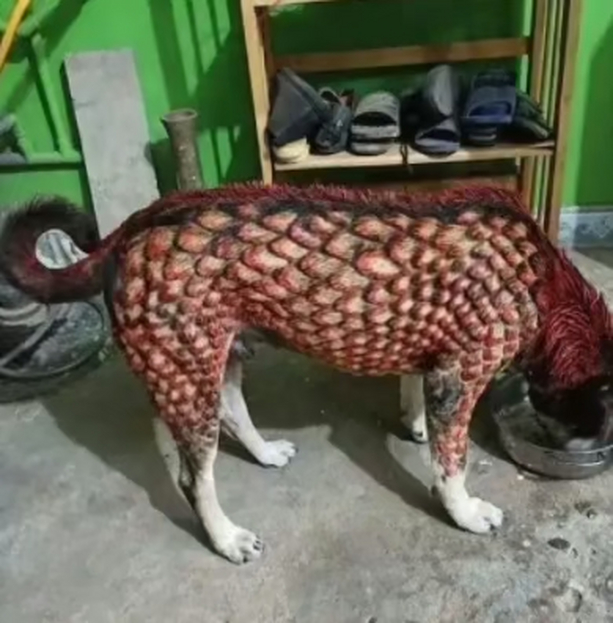 朋友家的狗,怎么长得这么像神兽麒麟呀