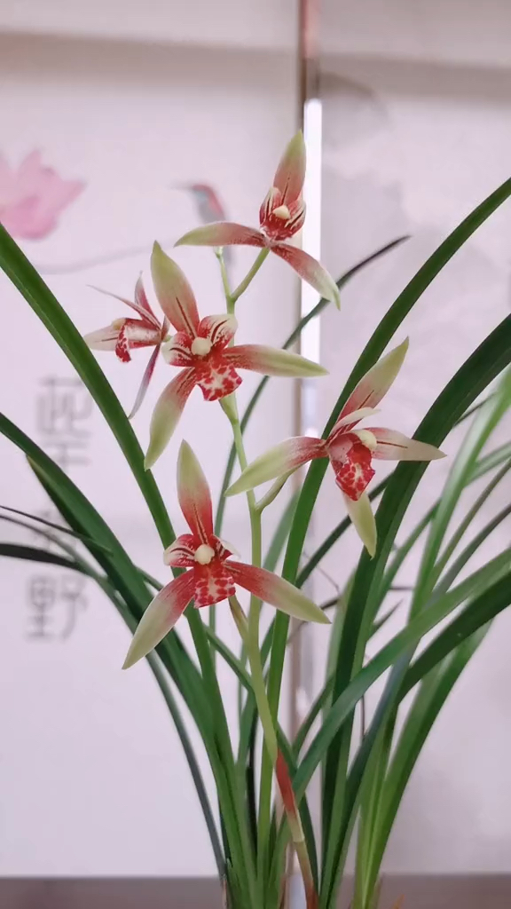 被低估的一个兰花品种,逸红双娇,又称小国魂,性价比最高的色花.