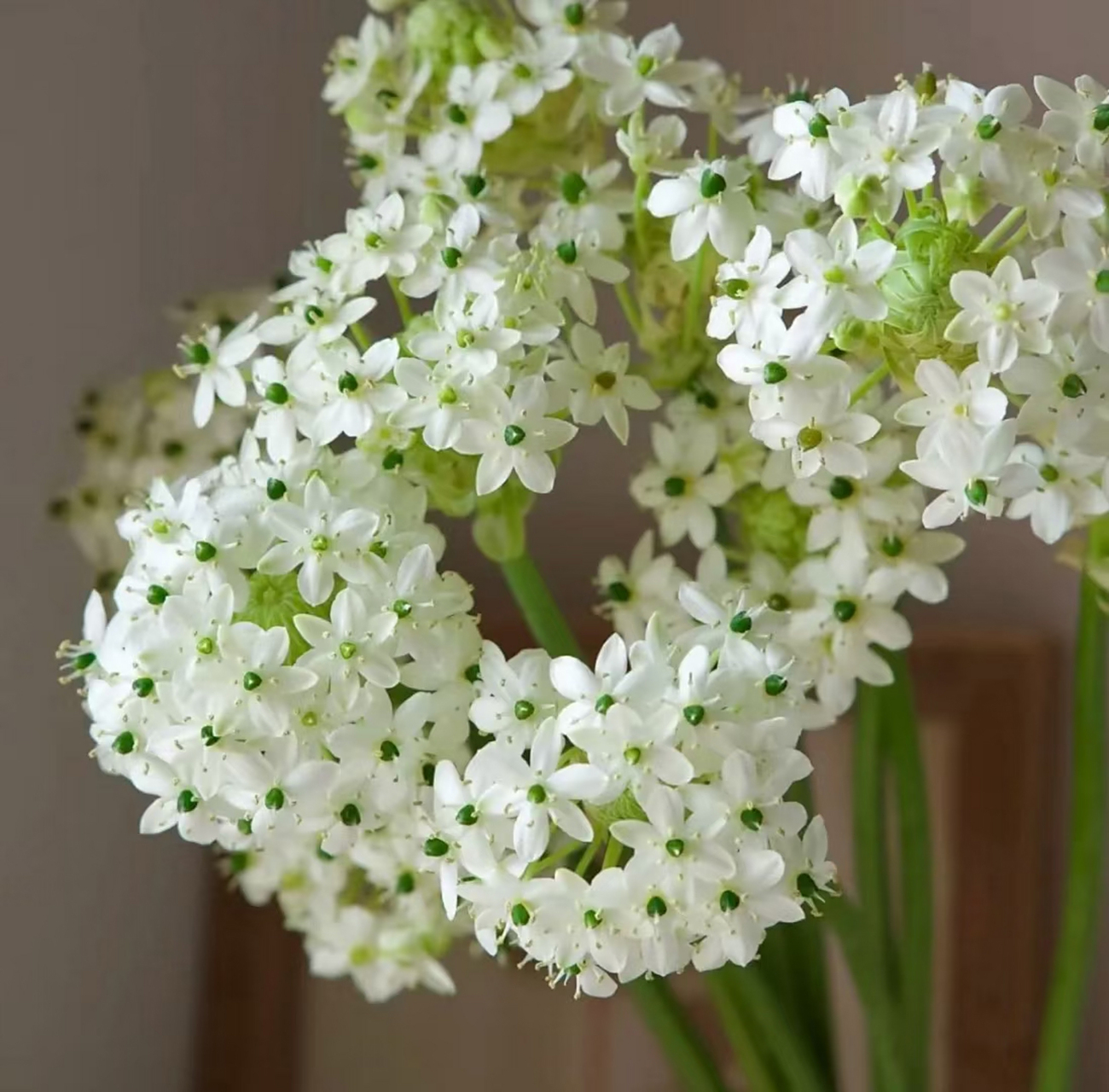 猫眼万年青——伯利恒之星,我更喜欢另外一个名字,做切花的都叫天鹅绒