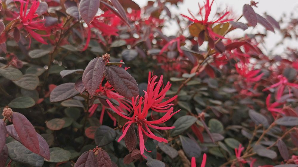 红花檵木寿命图片