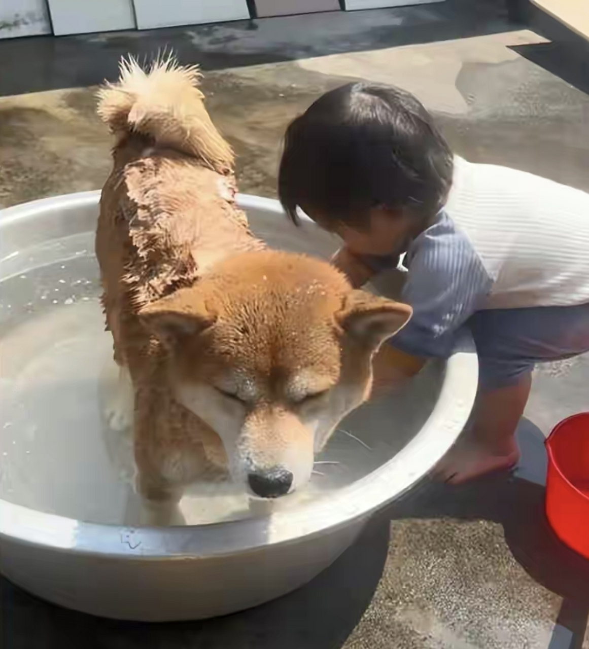 女儿给柴犬洗澡时,女子瞥了眼狗狗后笑抽:真是一物降一物啊