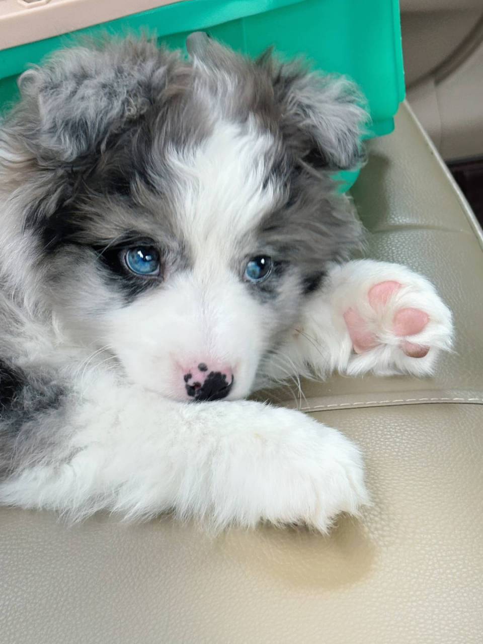 眼睛里有一片星空的陨石边牧