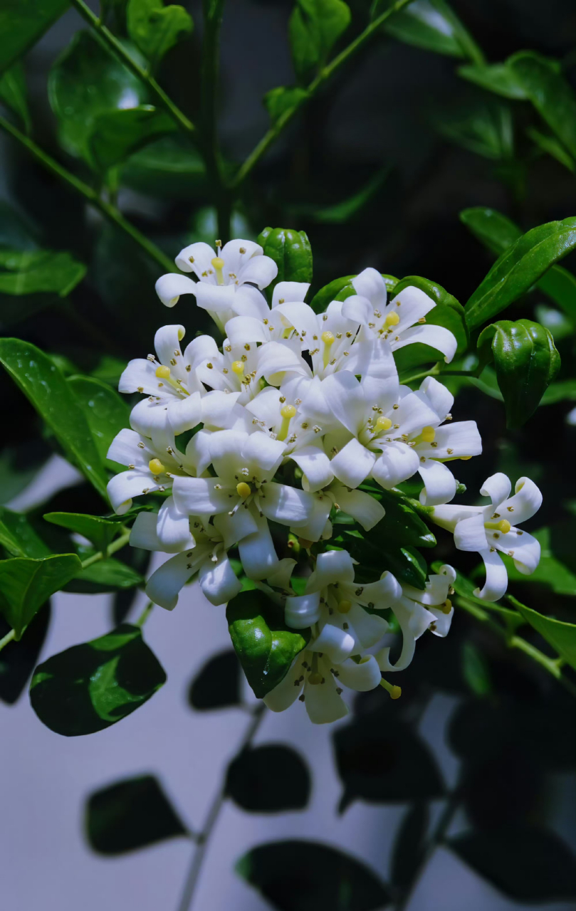 食用千里香花种植图片图片